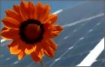 solarblume-medium